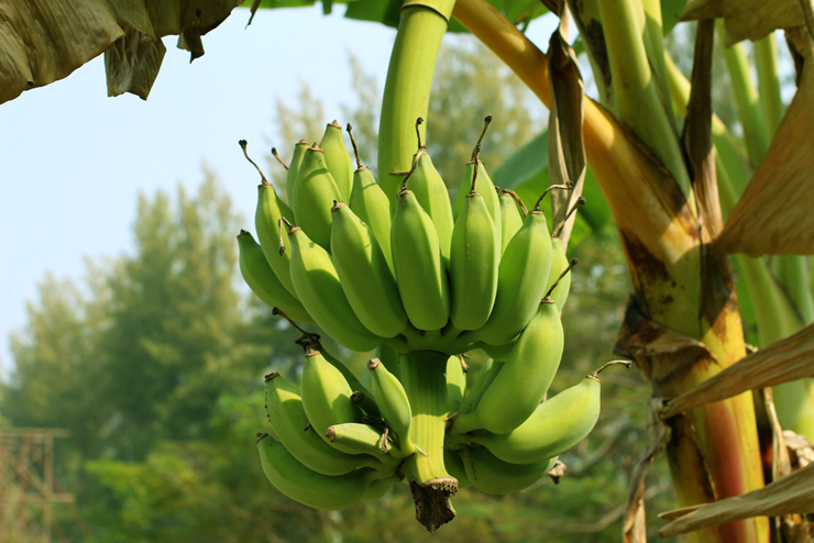 바나나 바나나 전염병 우리가 먹는 바나나가 위험하다?! 바나나 전염병  바나나